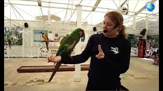 Parrot Show 🦜 Theater Of The Sea 🦜 Islamorada 🦜 Florida 🦜 USA 🇺🇸