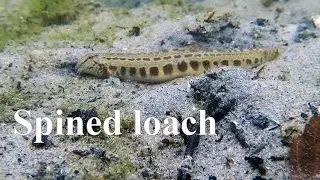 Spined loach (Cobitis taenia) - Koza pospolita