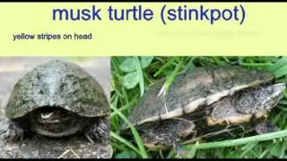 REPTILE EXAM: MUSK TURTLE IDENTIFICATION.avi