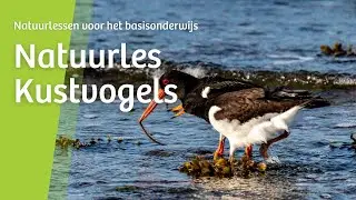 Natuurles: Kustvogels