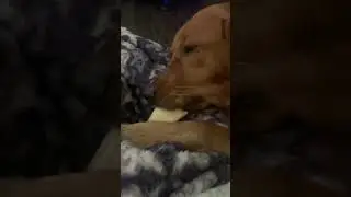 Puppy sucking his bone to sleep