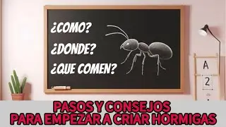 Aprende a Criar HORMIGAS desde 0 - GUIA para PRINCIPIANTES 🧑&zwj;🏫