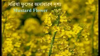 Mustard Flower | Mustard Farming | Sorisha Ful | সরিষা ফুলের অসাধারণ দৃশ্য | বাংলাদেশে সরিষার চাষ