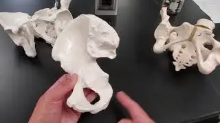 Pelvic bones and differences between the male and female pelvis.