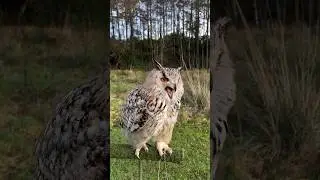 Siberian eagle owl calling💖