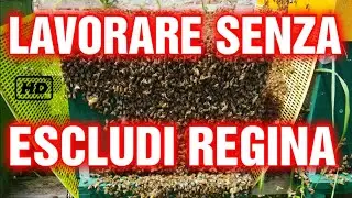 Apicoltura CD: Lavorare senza escludi * regina * conviene? Quando ?