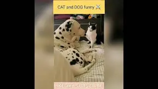 When Cat Attacks & Dog Gets Shocked 🤣😸||Billi ka gussa aur Dog ka drama 😂🐶||#shorts#trending#clip