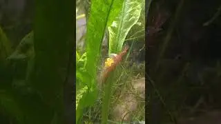 #shrimp #aquascape #shrimps #redcherryshrimp