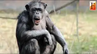 Chimp Sounds Trigger a Strange Brain Signal in Humans 