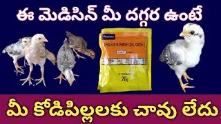 మీ కోడిపిల్లలు చనిపోకుండా ఉండాలంటే ఈ మెడిసిన్ వాడుకోండి || విజయ ఫార్మ్ || vijaya farm ||