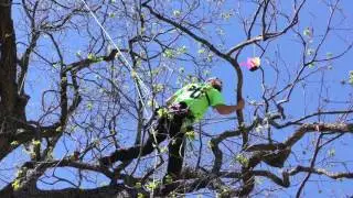 Masters' Challenge Hedger