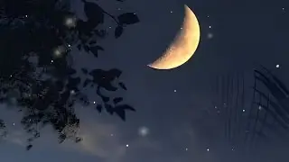 Forest sounds for relaxation - magical night atmosphere, fireflies, frogs, crickets