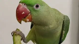 Talking Parrot 