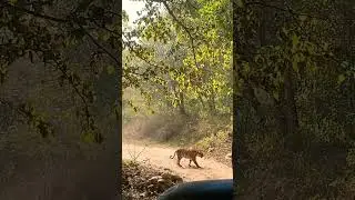 Queen arrival-Parwari ! #dhikala #nature #jimcorbett #forest #wildlife