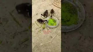 Baby Ducks Eating Their frvt food #animallover #pets #babyducks #cuteducks #duck #Subscribe #shorts
