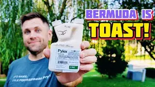 Killing Bermuda Grass in Fescue Lawn — Does Pylex Really Work?