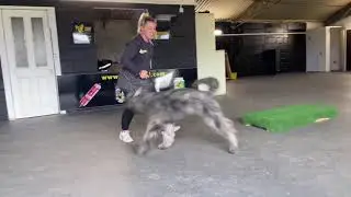 Bouvier de Flanders parker 6 months old Active learning