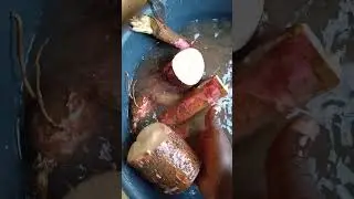 How I Preserve my Cassava after harvesting to Excellence:Follow and learn.