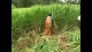 Fodder Cultivation in Odisha.