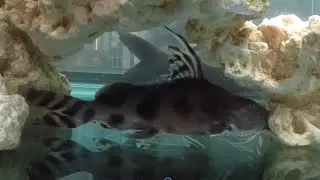 Three adult Synodontis decorus couldn't handle jerk tank but doing well in another tank finally