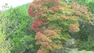 Video: Spectators from all over visit Lost Maples State Natural Area to see fall foliage