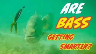 Are Bass Really Getting Smarter?