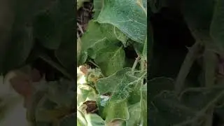 Baingan Shoot & Fruit Borer Ka Pakka Ilaj | Egg Plant Insect Control | FieldAgri