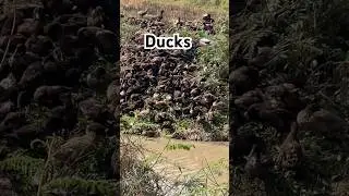 Group of ducks 🦆 #nature #lifeisbutadream #animals