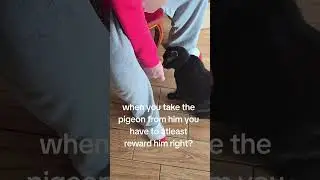 Good kitty!#catlovers#catdaddy#blackcat #trending #music #funny