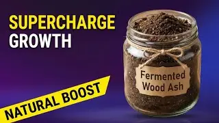 Unlock the Secret: Fermented Wood Ash for Supercharged Plant Growth!