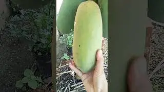Panen pepaya di kebun mini #youtubeshorts #aktivitasdiladangberkebun #gardening