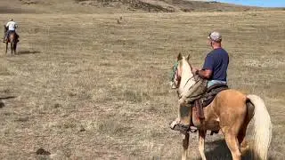 See What They Do At Field Trials With Gaited  Horses - Some Narration By Terry Zygalinski