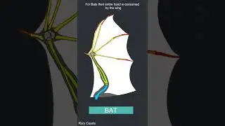 Vertebrates Evolved flight 3 Different Times
