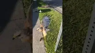 Hawk Swoops & Takes Duckling in Front of Mother Duck!! #duckling #ducklings #ducks #hawk #hawks #wow