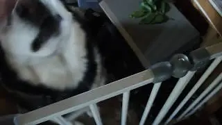 The 'Welcome Home' Husky