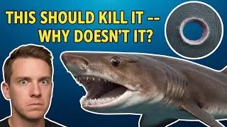 Eats Orcas, Drinks Great White Blood - The Devil That Feeds on the Whole Ocean: Cookiecutter Shark
