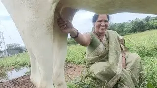 Cow milking try 🔥 village farm 