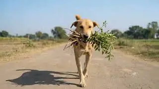 Puppy did what doctors couldn't #dog #animals #pets