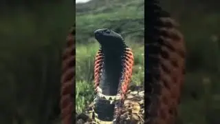 This colors cobra are any one see