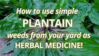 How to use PLANTAIN weeds from your yard as Herbal Medicine!
