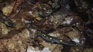 Vernal Pool Chronicles: Spotted Salamanders