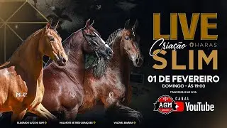 LIVE DE CRIAÇÃO - HARAS SLIM