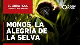 El libro rojo, Especies amenazadas - Monos, la alegr&iacute;a de la selva