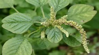 6 Benefits Of Amaranthus Spinosus The Healthiest Vegetables - Amaranthus Spinosus Health Benefits