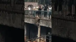 😱 Jaguar Surprises Visitors by Climbing Wall at Brazil Zoo! - True Crimes Files Investigations