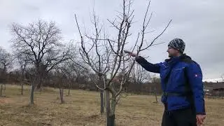 Jak ostř&iacute;hat Mi&scaron;pule? A proč je doporučuji do sadu? Radkův sad