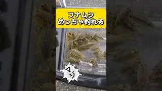 フナムシで釣りをしたら！マジ釣れるエサだった！が！気持ち悪いぞー
