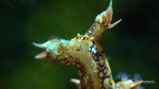 Bornella anguilla 火麒麟覓食
