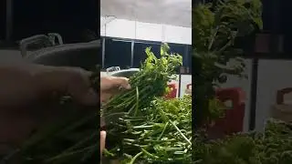 sayur pakis #sehat