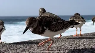 Cute One-Footed in Turnstone Gang